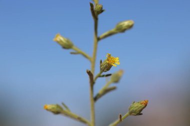 Dittrichia Graveolens (l) Greuter çiçekleri