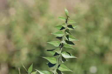 Kasap süpürgesi dalı (Ruscus aculeatus)
