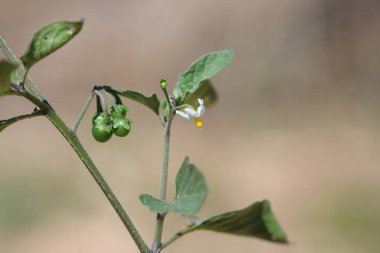 Solanum Sp her yıl yayılan bir ot türüdür.