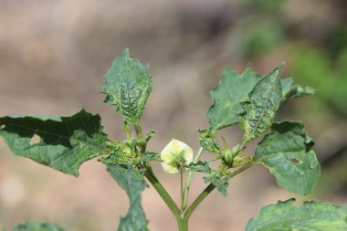 Tarlada kiraz (Physalis) bitkisi