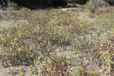 xanthium strumarium, Asteraceae familyasından yıllık olarak üretilen bir bitki türü.