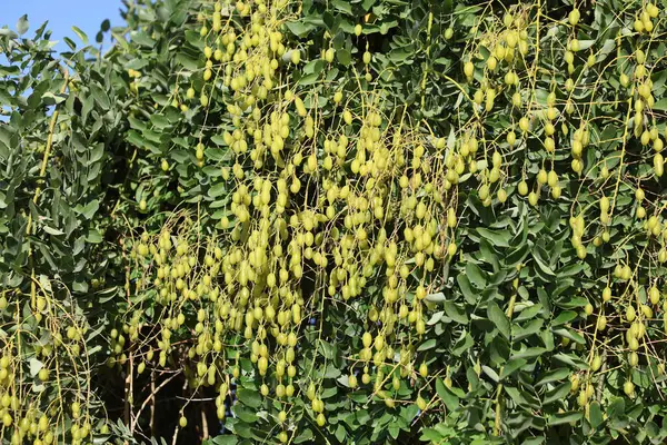 Yaprak döken bir ağaç türü olan Styphnolobium japonicum tohumu.