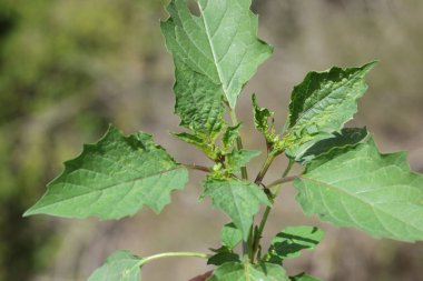 Tarlada kiraz (Physalis) bitkisi