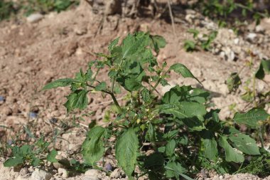 Tarlada kiraz (Physalis) bitkisi