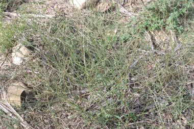 Verbena officinalis yaz bitkisi. Verbena olarak da bilinir.