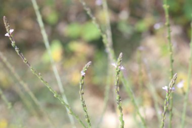 Verbena officinalis yaz bitkisi. Verbena olarak da bilinir.