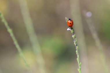Yedi benekli uğur böceğine yakın.