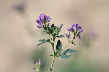 Alfalfa (Medicago sativa), baklagiller (Fabaceae) familyasından bir bitki türü.