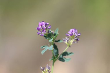 Alfalfa (Medicago sativa), baklagiller (Fabaceae) familyasından bir bitki türü.