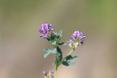 Alfalfa  (Medicago sativa), also called lucerne, is a perennial flowering plant in the legume family Fabaceae clipart