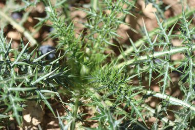 Genç Echinops spinosissimus Turra (delos thistle) tarlada bitki