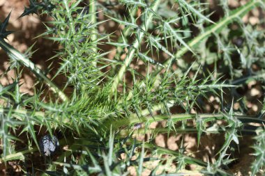 young Echinops spinosissimus Turra (delos thistle) plant in the field clipart