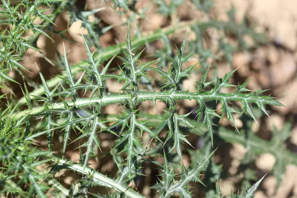 Genç Echinops spinosissimus Turra (delos thistle) tarlada bitki