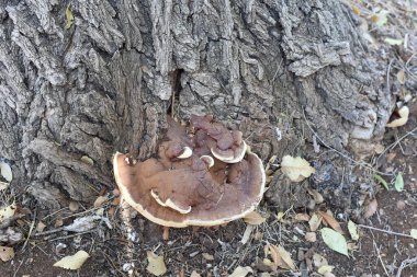 Dev toynak mantarı (Fomes fomentarius) karaağaç üzerinde büyümektedir (Ulmus minor)