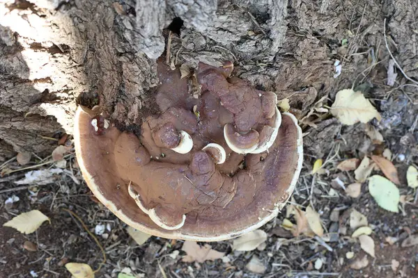 Dev toynak mantarı (Fomes fomentarius) karaağaç üzerinde büyümektedir (Ulmus minor)