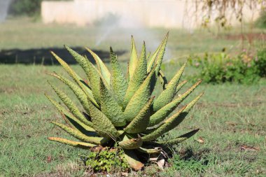 Aloe marlothii kayalık yerlerin büyük, tek gövdeli bir Güney Afrika aloesidir.