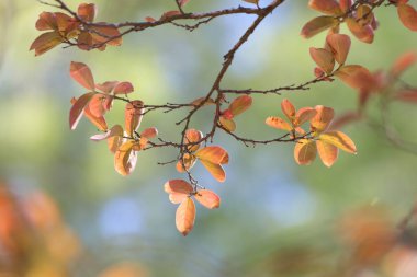 Sonbaharda Lagerstroemia indica 'nın (Crape Myrtle) kırmızı ve sarı yaprakları