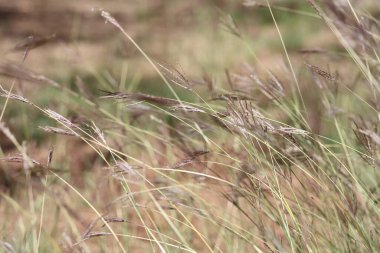 Bothriochloa ischaemum (sakallı parmak otu) 