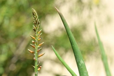 Aloe vera çiçekleri ve yaprakları