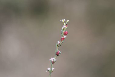 Yazın At Kuyruğu Knotweed (Polygonum equisetiforme)