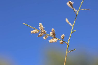 flowers of Tamarix canariensis which is a species of flowering plant in the family Tamaricaceae clipart