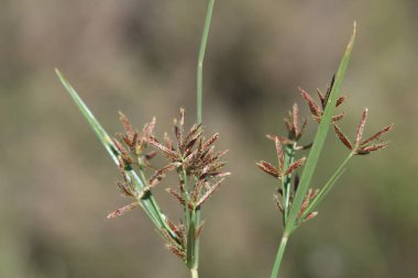 Coco-grass yaprakları ve tohumları (Cyperus rotundus) 