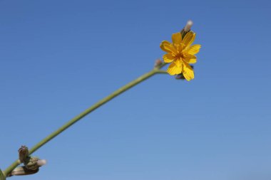 Chondrilla juncea is a species of flowering plant in the family Asteraceae clipart