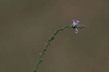 Verbena officinalis yaz bitkisi. Verbena olarak da bilinir.