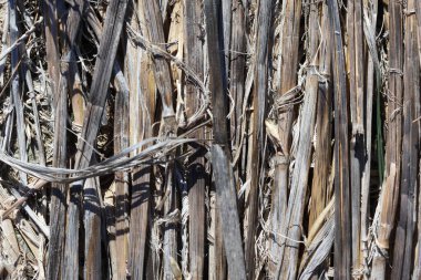 Tarım Kalıntıları Buğday Hasatından Sonra 