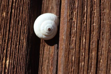 Boş bir salyangozu kapatın. 