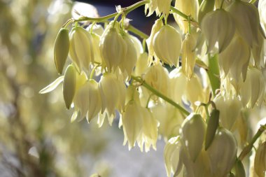 Yucca Gloriosa bitkisi çiçekleri