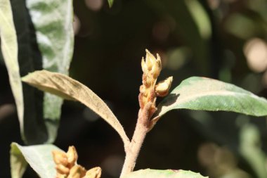 Çiçekler ve lokuat ağacı yaprakları