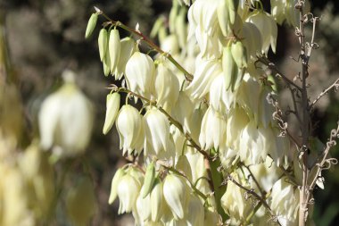 Yucca Gloriosa bitkisi çiçekleri