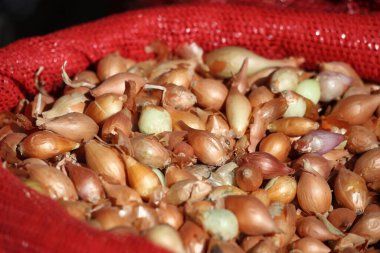 Tohum olarak kullanılacak inci ya da küçük soğanları kapat