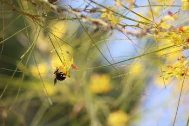 Kudüs dikeninin çiçekleri üzerindeki yaban arısı 
