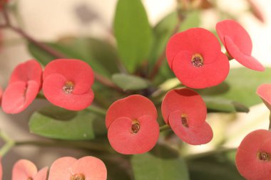 Euphorbia milii, atmacagiller (Euphorbiaceae) familyasından bir bitki türü.