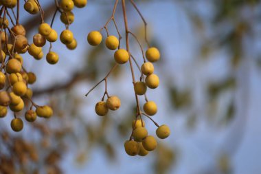 Berries and seeds of Melia azedarach commonly known as the chinaberry tree clipart