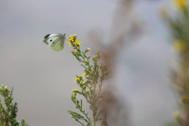 kabak çiçeği üzerinde beyaz kelebek