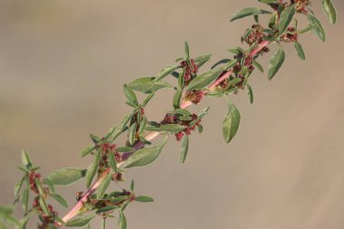 Amaranthus blitoides veya mat amaranth, her yıl rastlanan bir bitki türüdür.