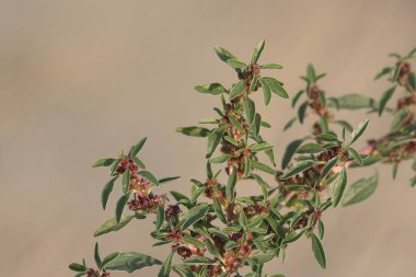 Amaranthus blitoides or mat amaranth is a glabrous annual plants species clipart