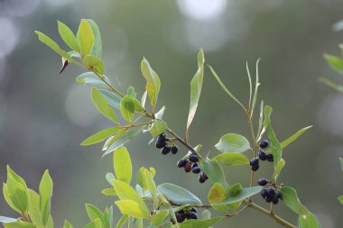 Daphne yapraklarını ve tohumlarını kapatın.
