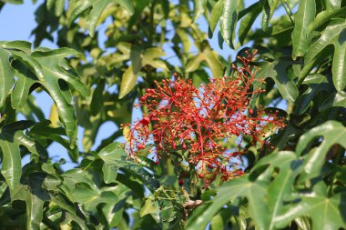 red flowers and leaves of Brachychiton acerifolius