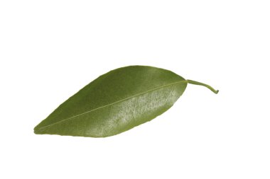 Beyaz üzerine izole edilmiş mandalina yaprağını kapat
