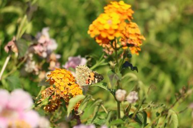 Boyalı Kadın (Vanessa cardui) bir çiçeğin üzerindeki kelebek