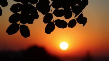 Carob silueti (Ceratonia silikası) gün batımında ayrılır