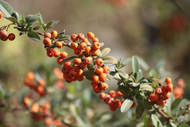 Pyracantha angustifolia, gülgiller (Felidae) familyasından bir çalı türüdür.