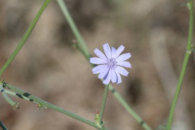 Karahindiba kabilesindeki Akdeniz bitki türleri