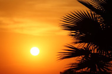 Plam ağacının silueti kırmızı günbatımında yapraklanır.