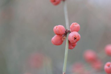 Efedra fragilis meyveleri (birleşik çam ağacı) 