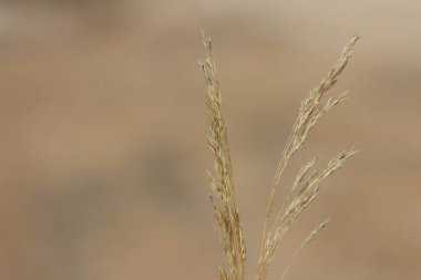 Oloptum miliaceum, çimengiller (Smilograss) familyasından bir çim türü.